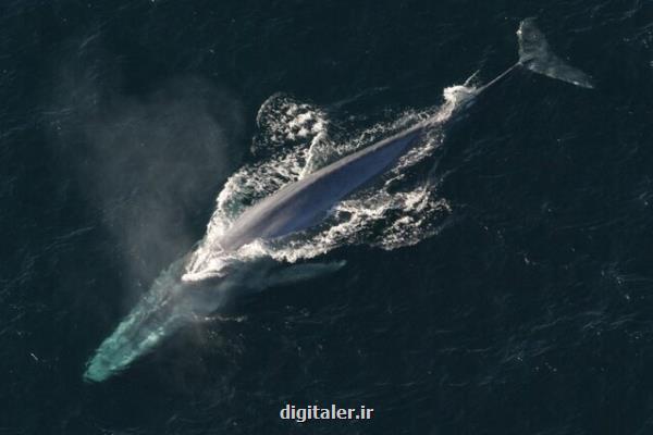 قلب نهنگ آبی گاهی فقط ۲ بار در دقیقه می تپد!
