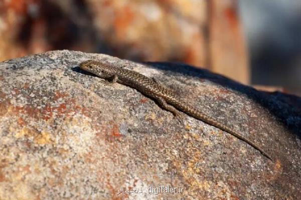 مارمولکی که می تواند جنسیت خویش را تغییر دهد!