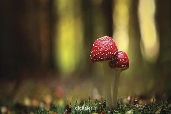 قارچ هایی که مقرر است زمین را نجات دهند و بیماران روحی را درمان کنند!