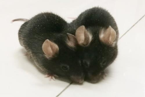 اتصال 2 موش برای جوان شدن موش پیر!