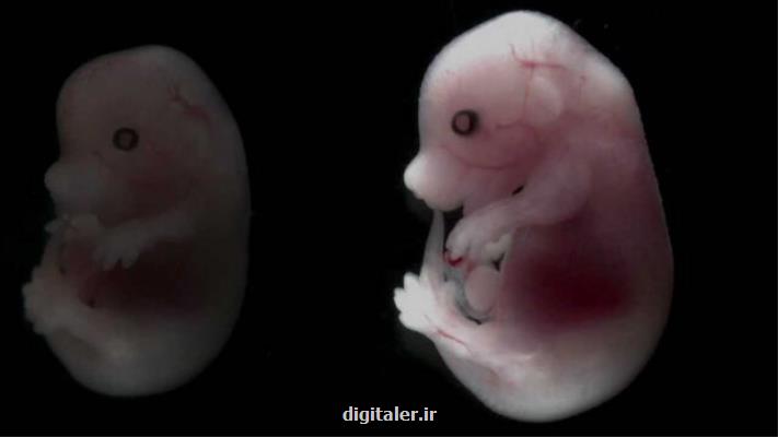 نخستین آزمایش جنین انسان-حیوان مجوز گرفت