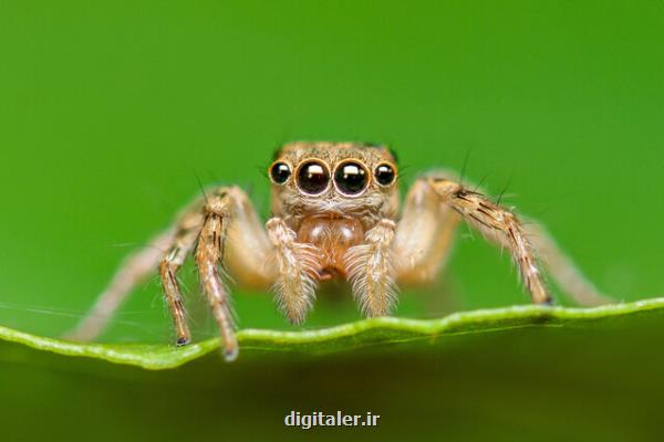 توسعه یك سنسور عمق با الهام از چشم عنكبوت جهنده