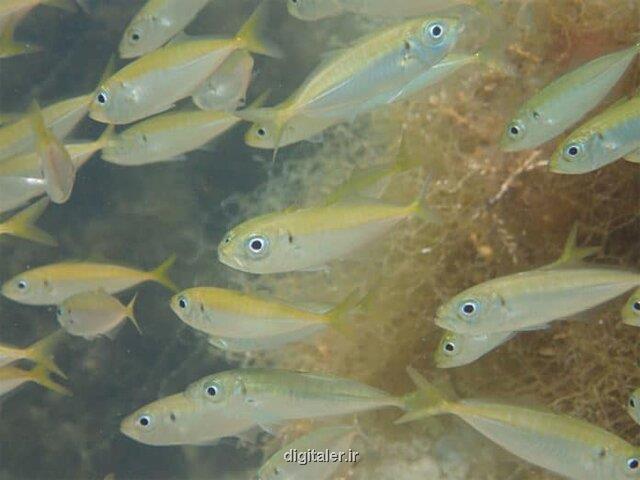تخمین فراوانی جمعیت ماهی ها با اندازه گیری دی ان ای موجود در آب