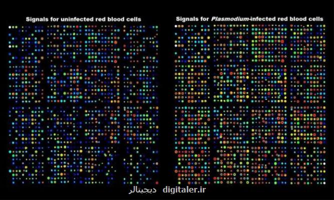یك كشف تازه درباره مالاریا و روزنه امید برای درمان ضدویروسی كووید-19