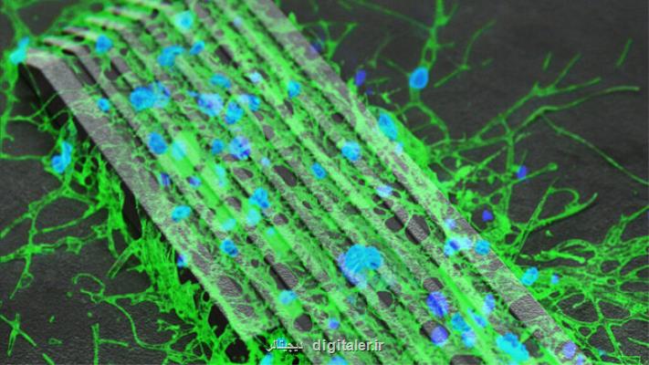 میكروربات هایی كه اتصال میان سلول های عصبی را برقرار می كنند