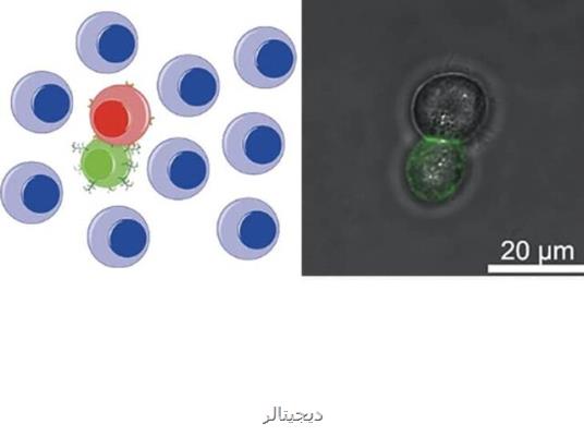 كمك پیوست های مصنوعی به سلول های ایمنی برای نابودی تومورها