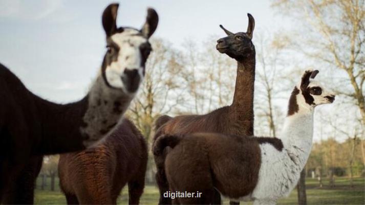 درمان بیماران مبتلا به كووید-19 حاد با كمك آنتی بادی های لاما